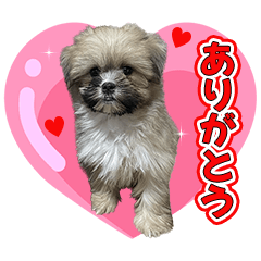 [LINEスタンプ] ポメシーのむぎ