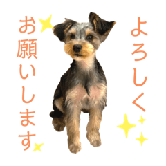 [LINEスタンプ] 我が家のおてんばヨーキー大人になったぞ編