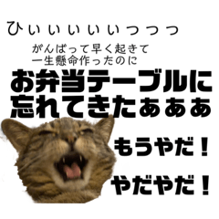 [LINEスタンプ] けいちゃんちの猫〜だるい系〜