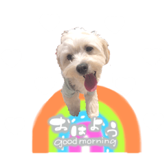 [LINEスタンプ] チワプーみるくの親ばかスタンプ③