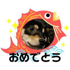 [LINEスタンプ] 黒柴犬のごまちゃん