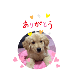 [LINEスタンプ] 毎日使える ゴールデンレトリバー 犬