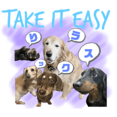 [LINEスタンプ] my dogs kazu