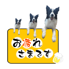[LINEスタンプ] ボーダーコリー『リアン』