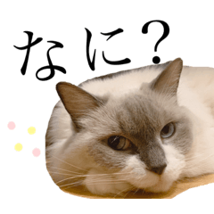 [LINEスタンプ] しあうたと仲間2