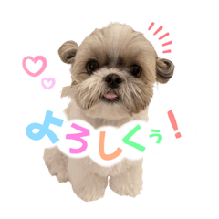 [LINEスタンプ] くぅたまスタンプ