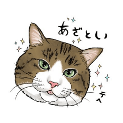 [LINEスタンプ] 保護猫【鏡 もち彦】