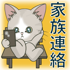 [LINEスタンプ] 【家族連絡】仔猫のぽんにゃん☆毎日使えるの画像（メイン）