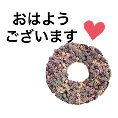 [LINEスタンプ] 私の好きな多肉植物①