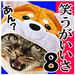 [LINEスタンプ] リアルキジトラ❤笑える猫写真8