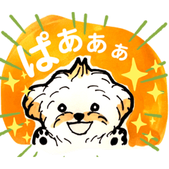 [LINEスタンプ] ふわぼさマルプーのチャイくん1