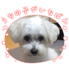 [LINEスタンプ] JOY＆LOVEたまにコマ