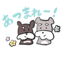 [LINEスタンプ] 我が家のシュナウザースタンプ