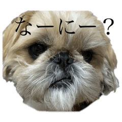[LINEスタンプ] しゃねたんスタンプの画像（メイン）