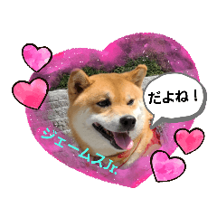 [LINEスタンプ] 柴犬ジェームスJr.11