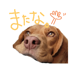 [LINEスタンプ] ビーグル犬のベックマン⑥
