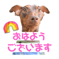 [LINEスタンプ] ミニピン 海鮮丼くんの画像（メイン）
