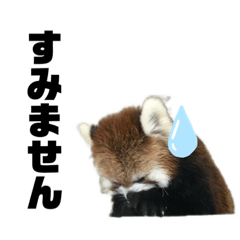 [LINEスタンプ] レッサーパンダスタンプ！