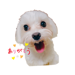 [LINEスタンプ] maltese_life