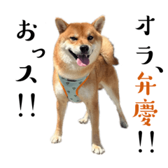 [LINEスタンプ] 柴犬♥︎弁慶-成犬編-