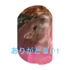 [LINEスタンプ] ハムスター日記1