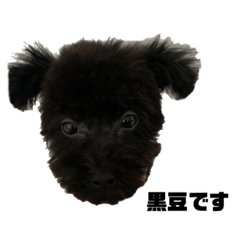 [LINEスタンプ] トイプードル黒豆1
