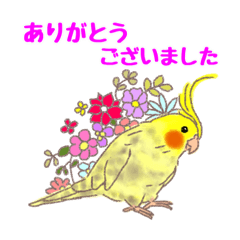 [LINEスタンプ] オカメインコ 日常会話 丁寧 使いやすい