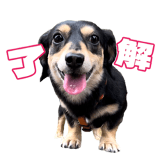 [LINEスタンプ] 大福の小言