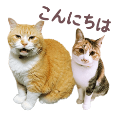 [LINEスタンプ] 猫のみゅーとちー