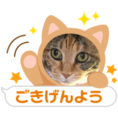 [LINEスタンプ] 癒され隊三毛猫編II