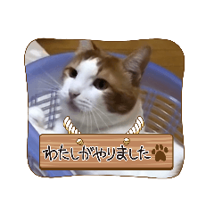 [LINEスタンプ] ねこのとろちゃんスタンプです