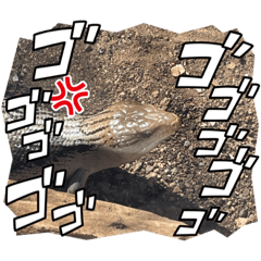 [LINEスタンプ] ワイキキZooスタンプ2