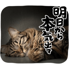 [LINEスタンプ] はる院長の画像（メイン）