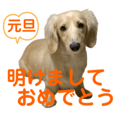 [LINEスタンプ] ご挨拶ダックス