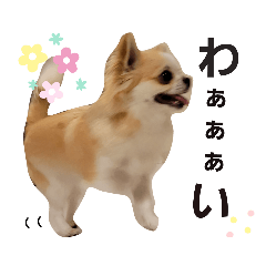 [LINEスタンプ] チワワのあん君