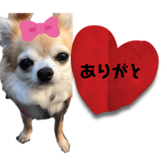 [LINEスタンプ] チワワといっしょ♡3