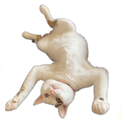 [LINEスタンプ] 可愛い飼い猫スタンプ