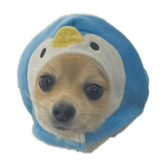 [LINEスタンプ] 一歩（ペンギンになっちゃった！？）