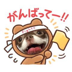 [LINEスタンプ] チョコたんチワワくん