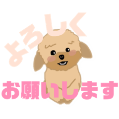 [LINEスタンプ] トイプードルの愛くるしい表情でご挨拶✨