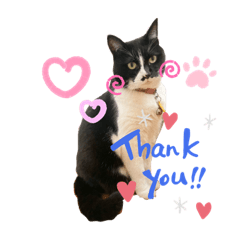 [LINEスタンプ] 猫のピアノのぴー