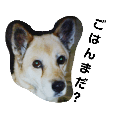 [LINEスタンプ] ネオくん(わんこ)