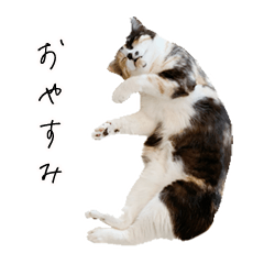 [LINEスタンプ] 小説家の猫