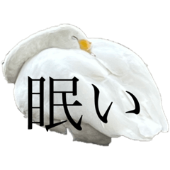 [LINEスタンプ] 白鳥好きのスタンプ