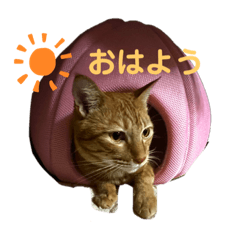 [LINEスタンプ] ちゃちゃとキキ2