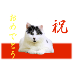 [LINEスタンプ] 坂本ファミリーの猫たち