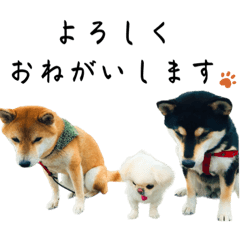 [LINEスタンプ] 柴犬と白いふわふわ。