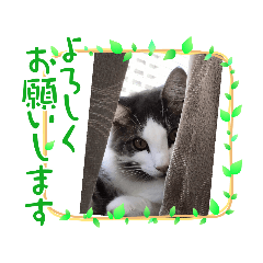 [LINEスタンプ] にゃんにゃんこ1