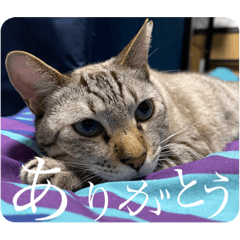 [LINEスタンプ] うちのねこ スタンプ2 -KAI-海