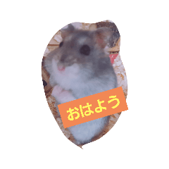 [LINEスタンプ] ハムスターのいる暮らし1